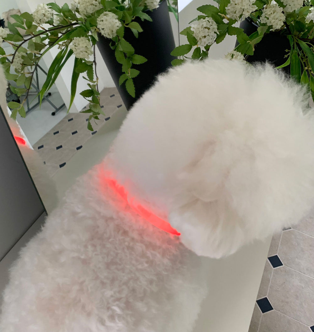【予約】お散歩用光るネックレス　LED充電式〈Frei〉韓国 韓国犬服 ドッグウェア お散歩