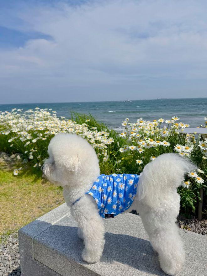 【予約】デイジーCOOLシャツ〈nounnou〉 韓国 韓国犬服 ドッグウェア